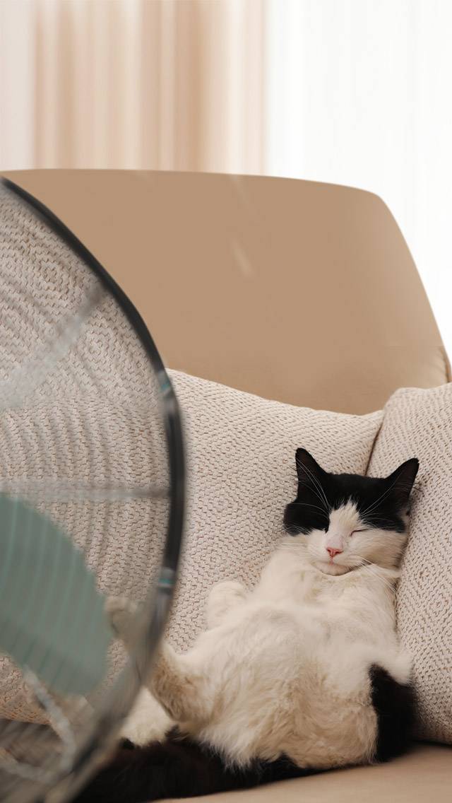 Weather Kitty for hot weather